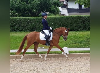 Deutsches Reitpony, Stute, 6 Jahre, 148 cm, Fuchs