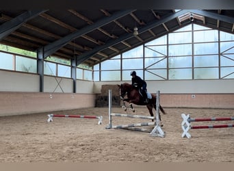 Deutsches Reitpony, Stute, 6 Jahre, 148 cm, Fuchs