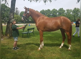 Deutsches Reitpony, Stute, 6 Jahre, 148 cm, Fuchs