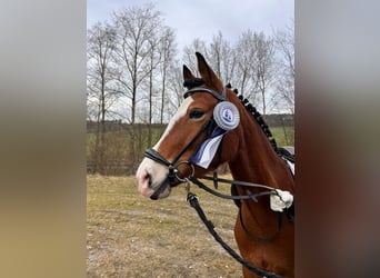 Deutsches Reitpony, Stute, 6 Jahre, 148 cm, Hellbrauner