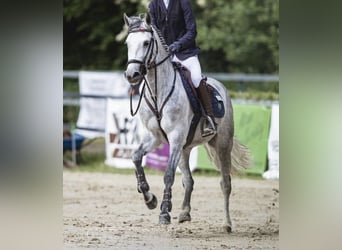 Deutsches Reitpony, Stute, 6 Jahre, 148 cm, Kann Schimmel werden