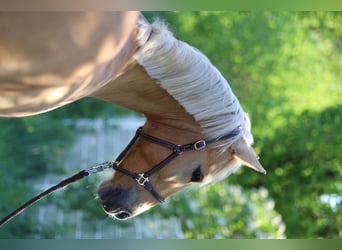 Deutsches Reitpony, Stute, 6 Jahre, 148 cm, Palomino