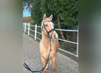 Deutsches Reitpony, Stute, 6 Jahre, 148 cm, Palomino