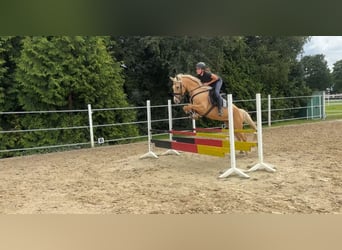 Deutsches Reitpony, Stute, 6 Jahre, 148 cm, Palomino