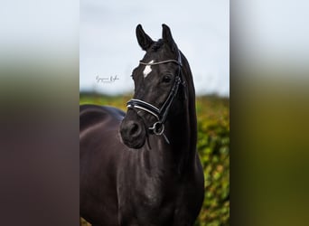 Deutsches Reitpony, Stute, 6 Jahre, 148 cm, Rappe