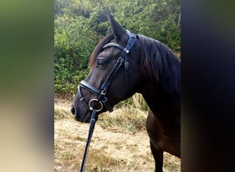 Deutsches Reitpony Mix, Stute, 6 Jahre, 148 cm, Rappe