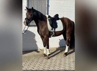 Deutsches Reitpony, Stute, 6 Jahre, 148 cm, Rappe