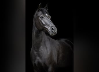 Deutsches Reitpony, Stute, 6 Jahre, 148 cm, Rappe