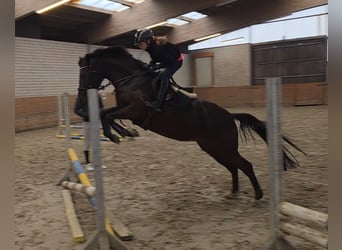 Deutsches Reitpony, Stute, 6 Jahre, 148 cm, Rappe