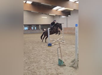 Deutsches Reitpony, Stute, 6 Jahre, 148 cm, Rappe