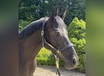 Deutsches Reitpony, Stute, 6 Jahre, 148 cm, Rappe