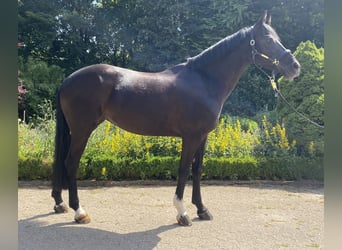Deutsches Reitpony, Stute, 6 Jahre, 148 cm, Rappe