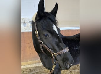 Deutsches Reitpony, Stute, 6 Jahre, 148 cm, Rappe