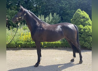 Deutsches Reitpony, Stute, 6 Jahre, 148 cm, Rappe