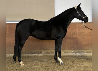 Deutsches Reitpony, Stute, 6 Jahre, 148 cm, Rappe