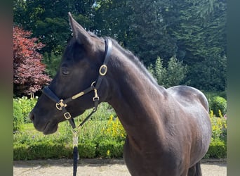 Deutsches Reitpony, Stute, 6 Jahre, 148 cm, Rappe
