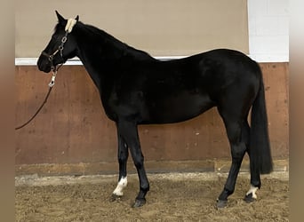 Deutsches Reitpony, Stute, 6 Jahre, 148 cm, Rappe