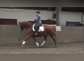 Deutsches Reitpony, Stute, 6 Jahre, 148 cm