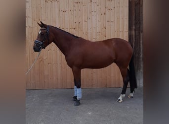 Deutsches Reitpony, Stute, 6 Jahre, 150 cm, Brauner