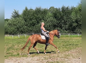 Deutsches Reitpony, Stute, 6 Jahre, 150 cm, Fuchs