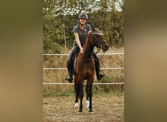 Deutsches Reitpony, Stute, 6 Jahre, 151 cm, Brauner