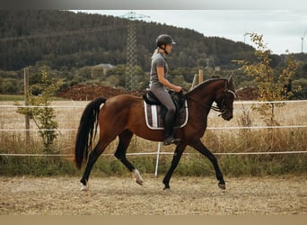 Deutsches Reitpony, Stute, 6 Jahre, 151 cm, Brauner