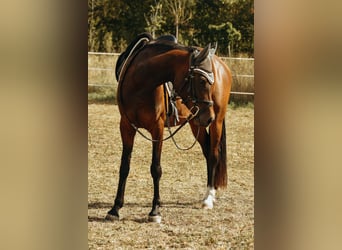 Deutsches Reitpony, Stute, 6 Jahre, 151 cm, Brauner