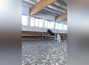 Deutsches Reitpony, Stute, 6 Jahre, 151 cm, Dunkelbrauner