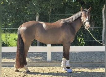 Deutsches Reitpony, Stute, 6 Jahre, 151 cm, Dunkelbrauner