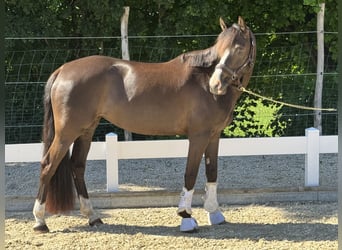 Deutsches Reitpony, Stute, 6 Jahre, 151 cm, Dunkelbrauner