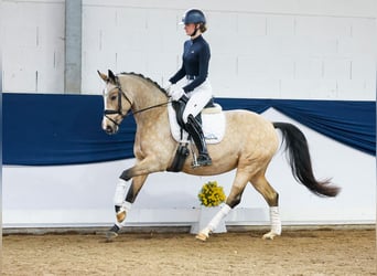 Deutsches Reitpony, Stute, 6 Jahre, 151 cm, Falbe