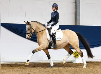 Deutsches Reitpony, Stute, 6 Jahre, 151 cm, Falbe