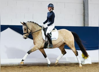 Deutsches Reitpony, Stute, 6 Jahre, 151 cm, Falbe