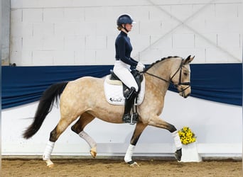 Deutsches Reitpony, Stute, 6 Jahre, 151 cm, Falbe