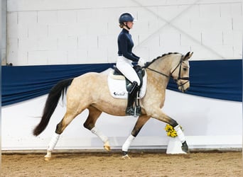 Deutsches Reitpony, Stute, 6 Jahre, 151 cm, Falbe