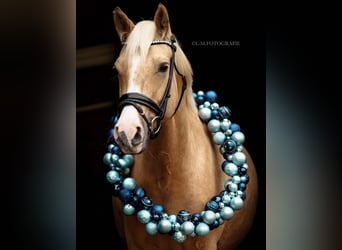 Deutsches Reitpony, Stute, 6 Jahre, 152 cm, Palomino