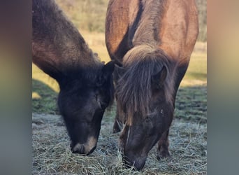 Deutsches Reitpony, Stute, 6 Jahre, 152 cm, Rotfuchs