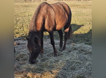 Deutsches Reitpony, Stute, 6 Jahre, 152 cm, Rotfuchs