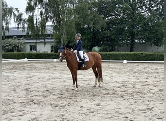 Deutsches Reitpony, Stute, 6 Jahre, 153 cm, Fuchs