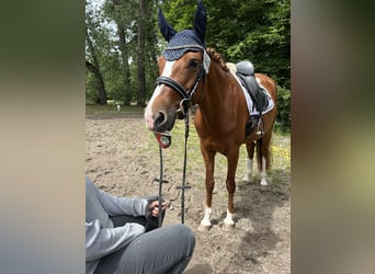 Deutsches Reitpony, Stute, 6 Jahre, 153 cm, Fuchs