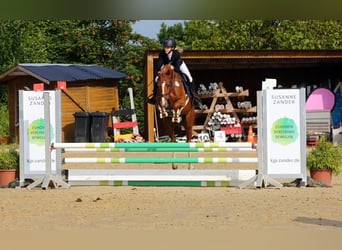 Deutsches Reitpony, Stute, 6 Jahre, 153 cm, Fuchs
