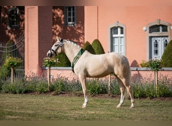 Deutsches Reitpony, Stute, 6 Jahre, 153 cm, Palomino