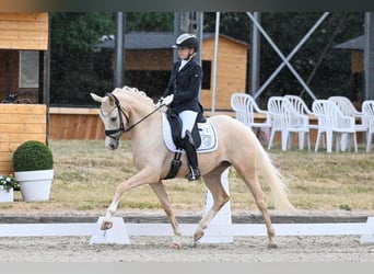 Deutsches Reitpony, Stute, 6 Jahre, 153 cm, Palomino