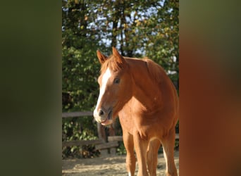 Deutsches Reitpony, Stute, 6 Jahre, 155 cm, Fuchs