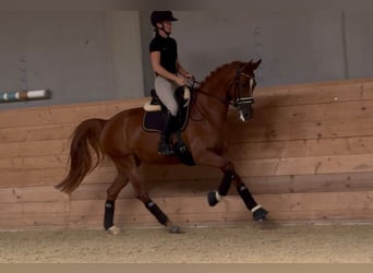 Deutsches Reitpony, Stute, 6 Jahre, 155 cm, Fuchs