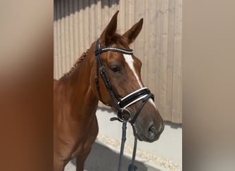 Deutsches Reitpony, Stute, 6 Jahre, 155 cm, Fuchs