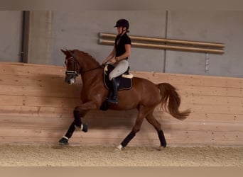 Deutsches Reitpony, Stute, 6 Jahre, 155 cm, Fuchs
