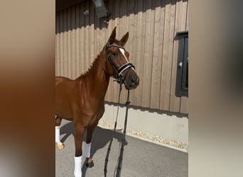 Deutsches Reitpony, Stute, 6 Jahre, 155 cm, Fuchs