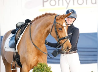 Deutsches Reitpony, Stute, 6 Jahre, 155 cm, Fuchs