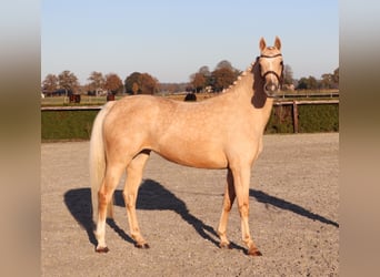 Deutsches Reitpony, Stute, 6 Jahre, 155 cm, Palomino